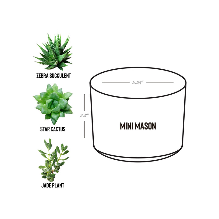 Fires Friends Fun Camping Crew Desk Plant