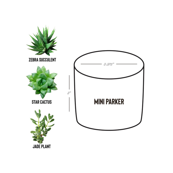 Fires Friends Fun Camping Crew Desk Plant