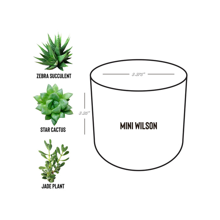 Fires Friends Fun Camping Crew Desk Plant
